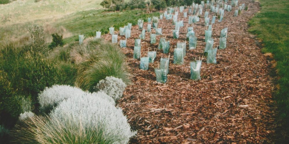 Revegetation projects